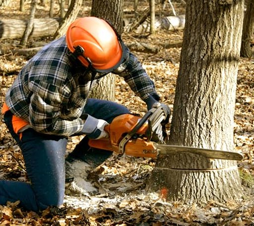Tree Removal in Hurricane Mills, TN